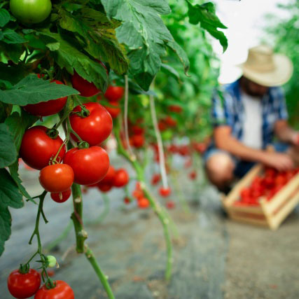 pomodori pelati